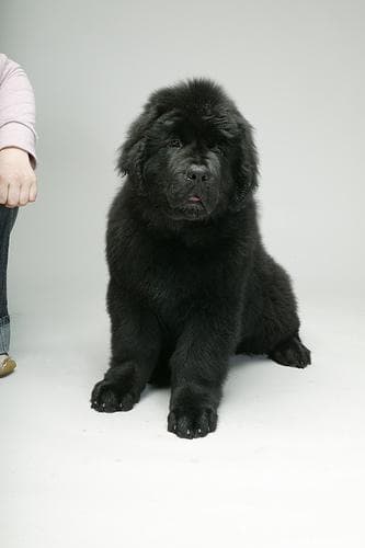 Newfoundland